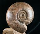 Large Hammatoceras Ammonite Display Piece #4337-3